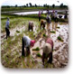נשים עובדות בשדה אורז, קמבודיה
