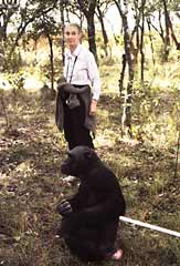 ג'יין גודול ושימפנזה בחוות השיקום לשימפנזים בצ'ימפונשי