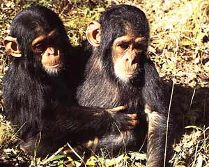 שני שימפנזים בחוות השיקום בצ'ימפונשי