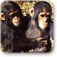שני שימפנזים בחוות השיקום בצ'ימפונשי