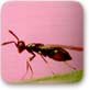 שכירי חרב פרוקי-רגליים : שימוש בחרקים להדברת מזיקים