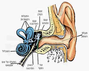 מבנה האוזן