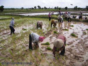 נשים עובדות בשדה אורז, קמבודיה