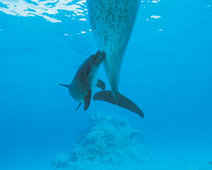 גור דולפין