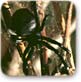 עכביש ממין אלמנה שחורה