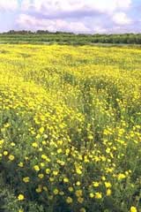 פרחים צהובים בשדה ליד שוהם