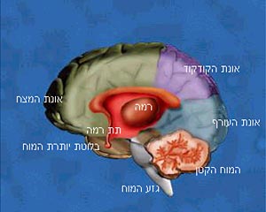 חתך של המוח