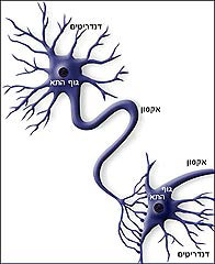 מבנה בסיסי של תא עצב